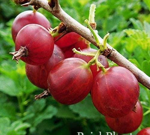 Смородина обыкновенный Mashenka