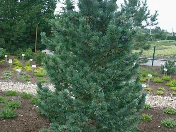 Сосна кедровая var.sibirica Compacta Glauca