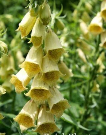 Наперстянка крупноцветковая Yellow Foxglove