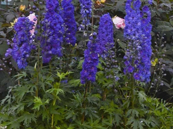 Дельфиниум гибридный Pagan Purples