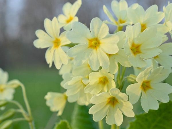 Примула высокая