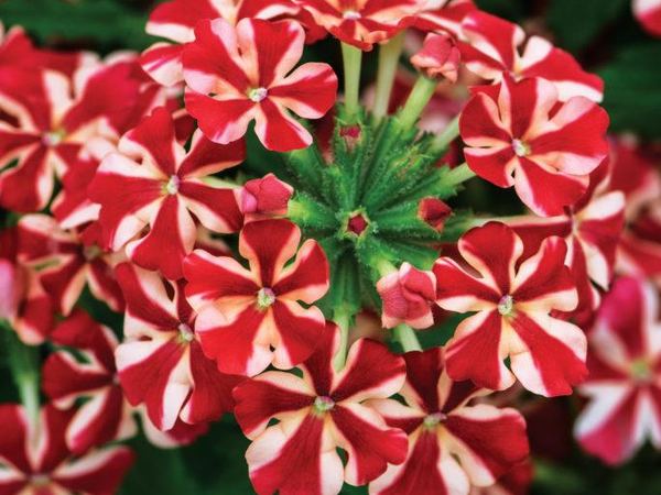 Вербена гибридная Estrella Voodoo Red Star