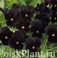 Виола виттрока Black Cristal