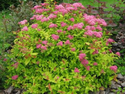 Спирея японская Кандлелигхт
