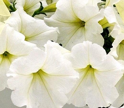 Петуния гибридная Easy Wave White