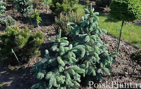 Ель Энгельмана Glauca Hesse