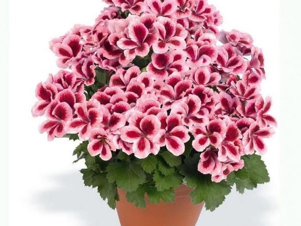 Пеларгония крупноцветковая Aristo Strawberry Cream