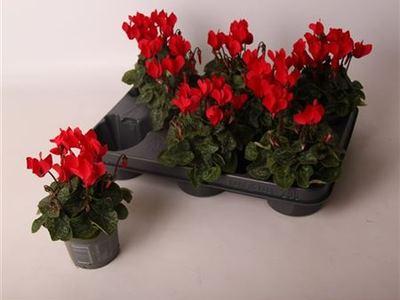 Цикламен персидский Верано Ред Импр