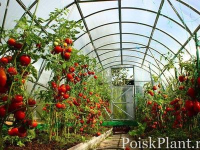Семена почтой