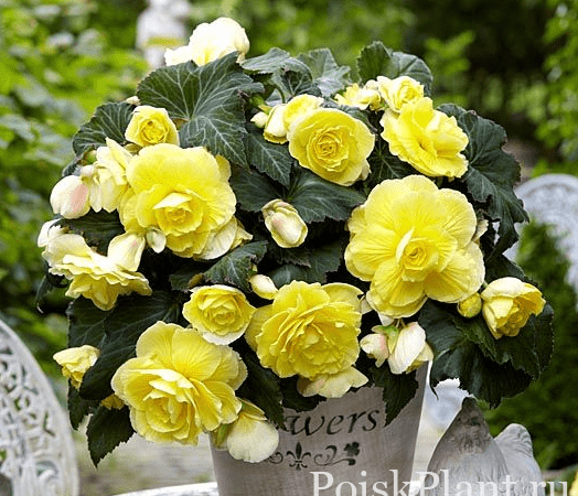 Бегония клубневая Cascade Odorosa Yellow Flame