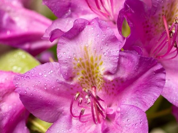 Рододендрон гибридный Pink Purple Dream