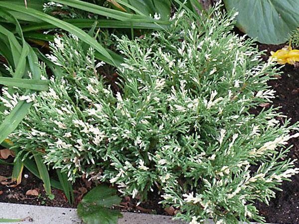 Можжевельник горизонтальный Variegata