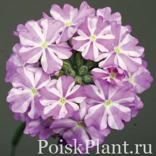 Вербена гибридная Lavandula Star