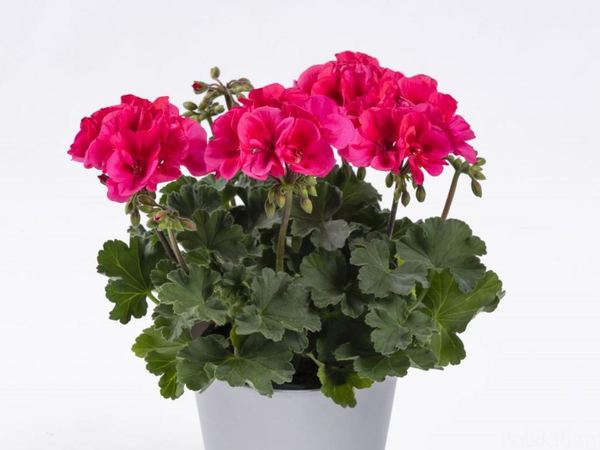 Пеларгония межвидовая TWOinONE Compact Coral