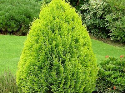 Туя восточная Ауреа Нана