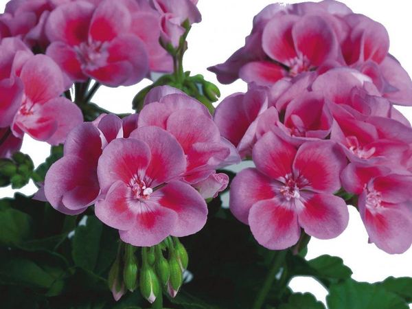 Пеларгония зональная Flower Fairy Rose