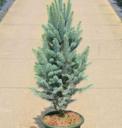 Ель колючая Columnaris Glauca