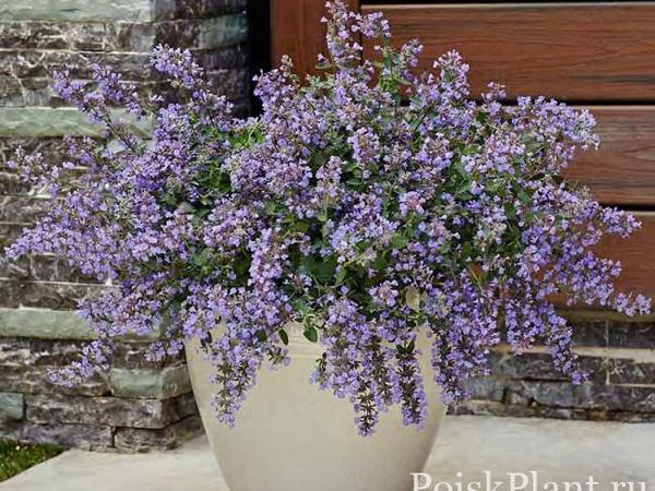 Котовник фассена Кац Меоу