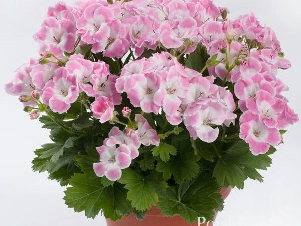 Пеларгония крупноцветковая Bermuda Rose