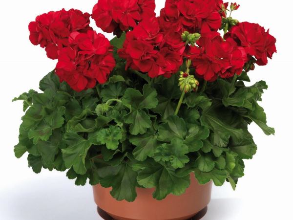 Пеларгония межвидовая TWOinONE Dark Red