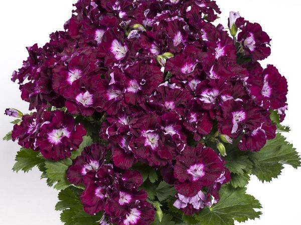 Пеларгония крупноцветковая Bermuda Merlot