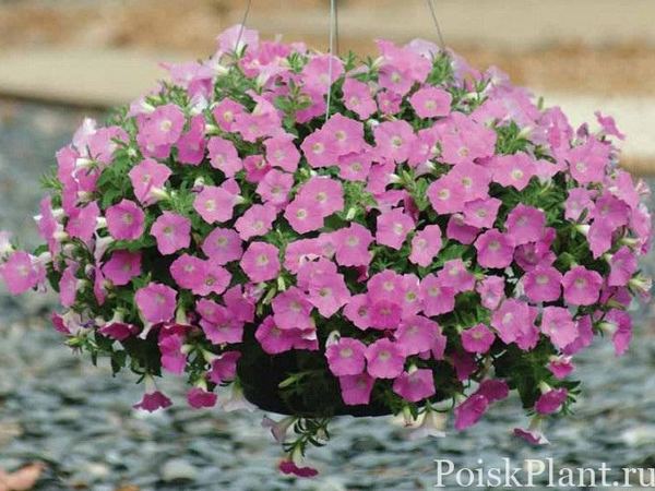 Петуния гибридная Shock Wave Pink Shades