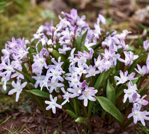 Хионодокса Форбса Pink Giant