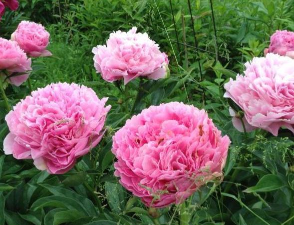Пион травянистый Pink Giant