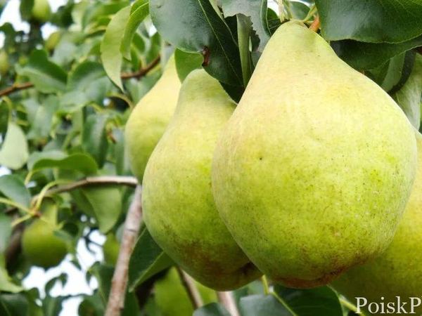 Груша обыкновенная Просто Мария