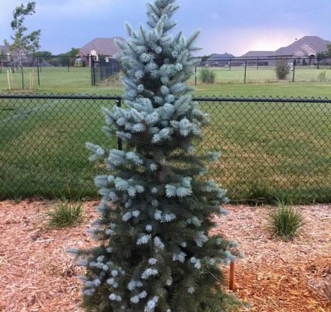 Ель колючая Blue Totem