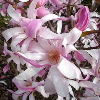 Магнолия звездчатая Rosea