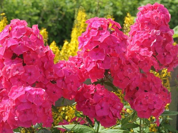 Флокс метельчатый Faina Ranevskaya