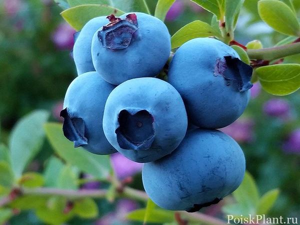 Голубика высокорослая Херберт