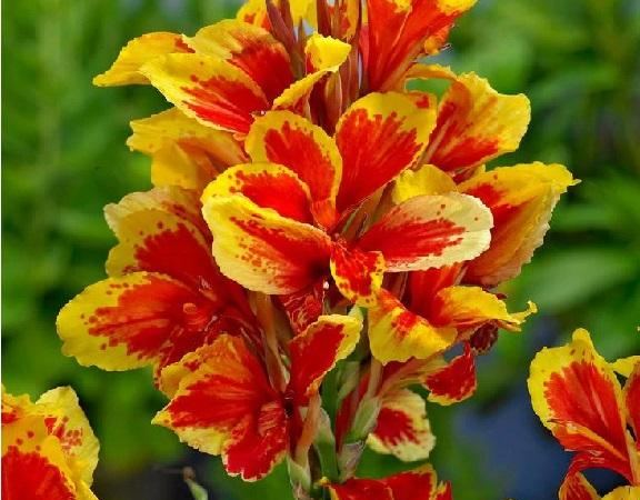 Канна садовая Рейне Чарлотте