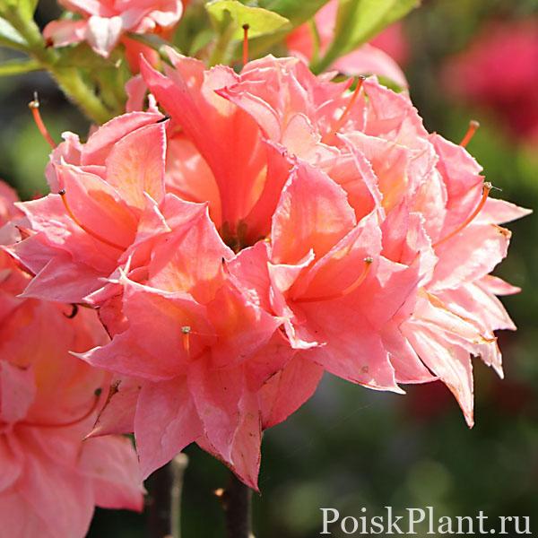 Laubabwerfende Azalee ‘Arista’ – Rhododendron luteum ‘Arista’