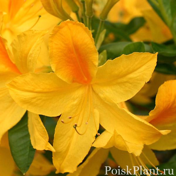 Laubabwerfende Azalee ‘Goldtopas’ – Rhododendron luteum ‘Goldtop