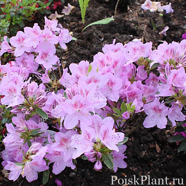Japanische Azalee ‘Ledikanense’ – Rhododendron obtusum ‘Ledikane