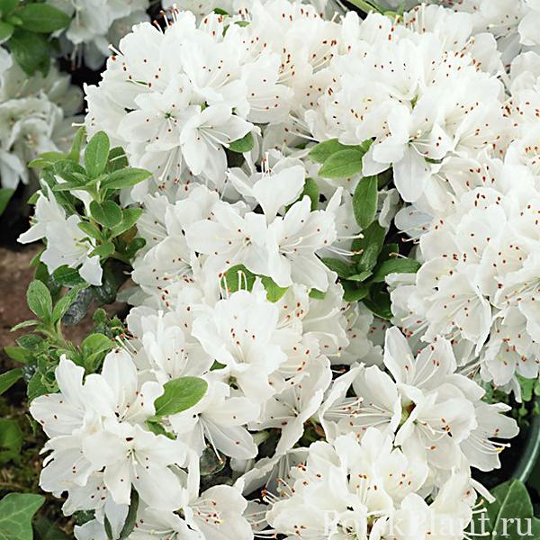 13322_rododendron-tupoy-kermesina-alba