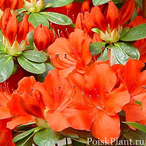 13349_rododendron-tupoy-geisha-orange-s