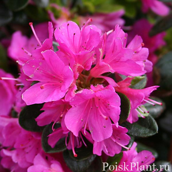 13353_rododendron-tupoy-geisha-lilac-ha