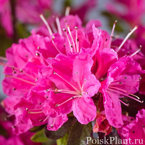 13375_rododendron-tupoy-diamant-rosa