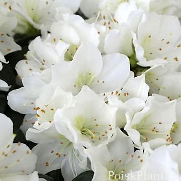13380_rododendron-tupoy-diamant-weiss