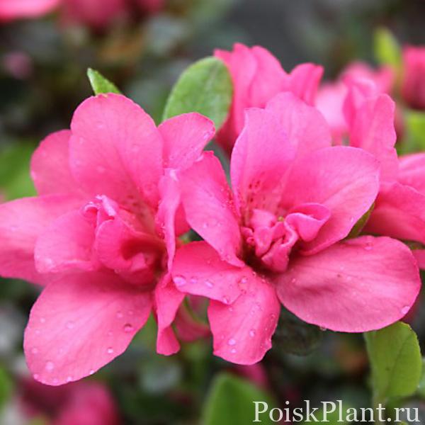 13406_rododendron-tupoy-rokoko