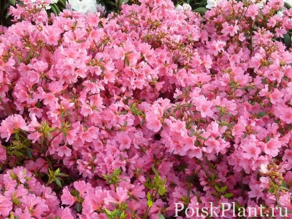 2081_rododendron-tupoy–madame-van-heck