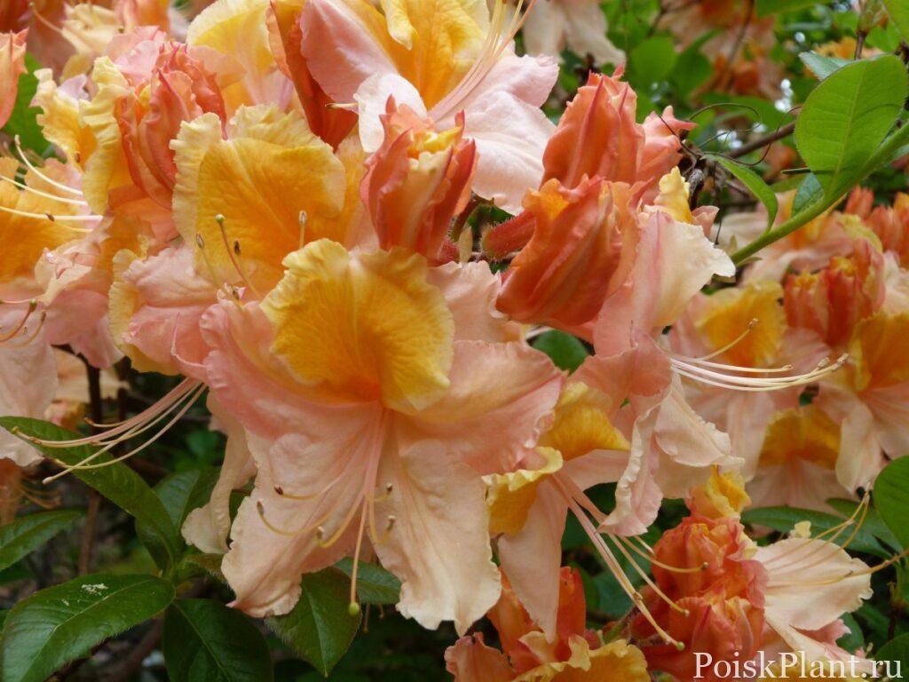 2089_rododendron-cecile
