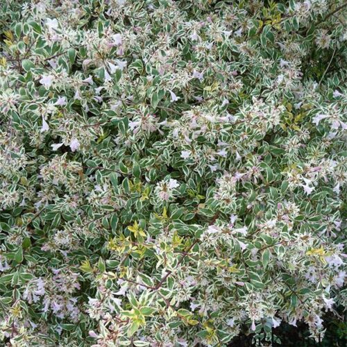 Abelia-x-grandiflora-Hopleys