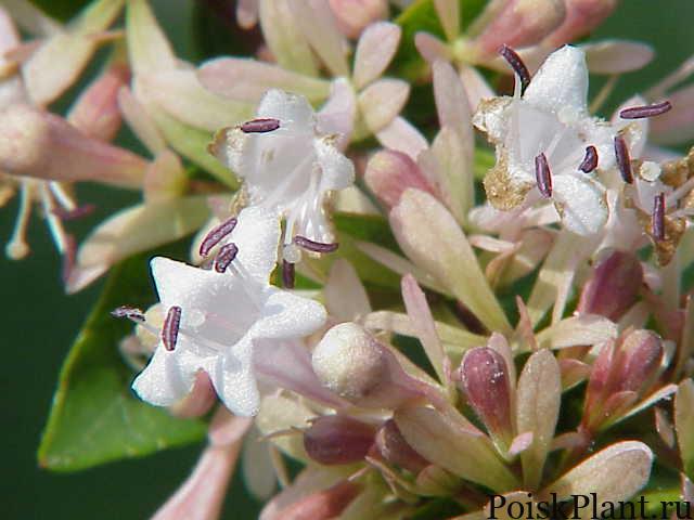Abelia chinensis2