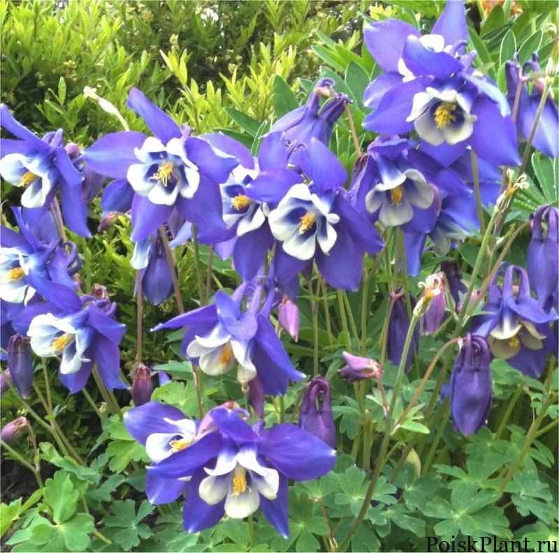 Aquilegia-caerulea-Blue-Star-blue-and-white-columbine-plants-zoom