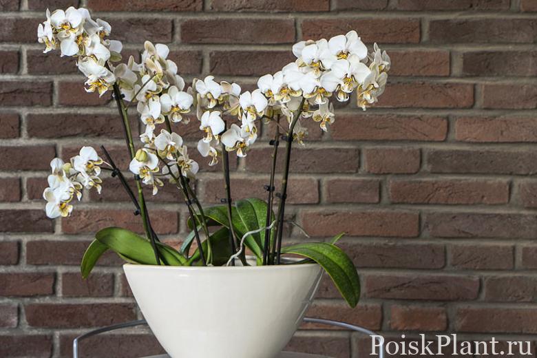 Spotted,White,Orchid,Phalaenopsis,Stuartiana,In,Pot,Near,Brick,Wall.