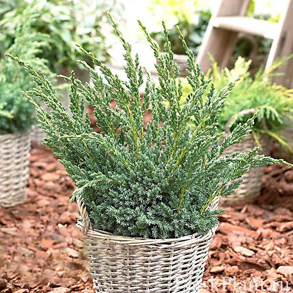 Juniperus squamata @Blue Compact@ – Evergreen shrub in wicker container